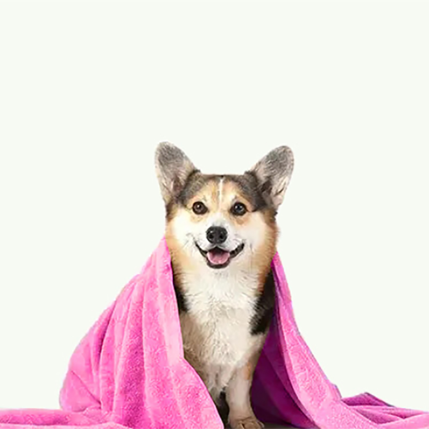 寵物冬天必備 珊瑚絨小被被 顏色隨機 70*100 (貓犬用) 圖 2
