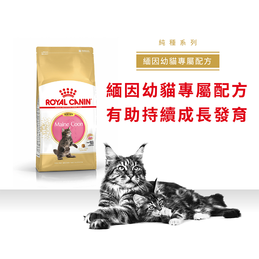 Royal Canin 貓糧 法國皇家貓糧 Maine Coon 純種系列 緬因幼貓專屬配方 KMCO 2kg (R448637) 圖 2