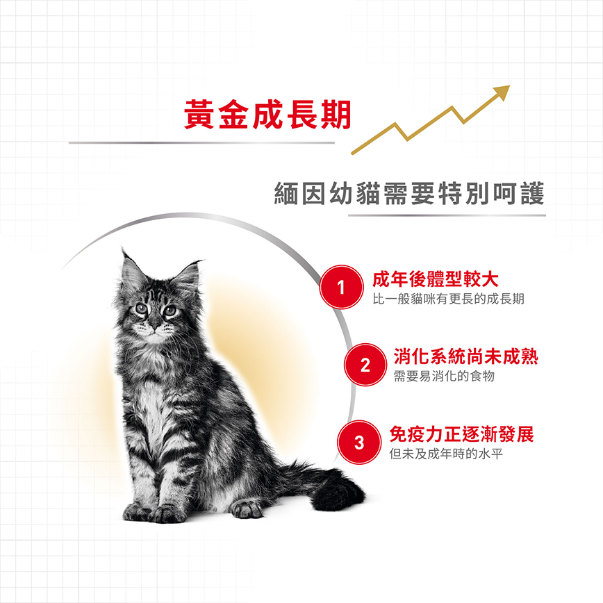 Royal Canin 貓糧 法國皇家貓糧 Maine Coon 純種系列 緬因幼貓專屬配方 KMCO 2kg (R448637) 圖 3