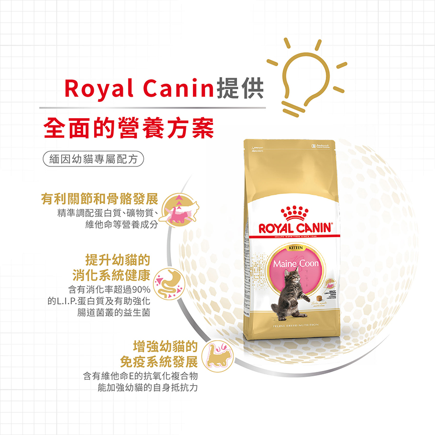 Royal Canin 貓糧 法國皇家貓糧 Maine Coon 純種系列 緬因幼貓專屬配方 KMCO 2kg (R448637) 圖 4