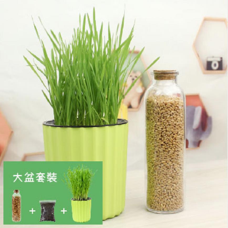 DIY 種植天然吐毛球小麥草套裝 (大盆) (破損品) (停售)